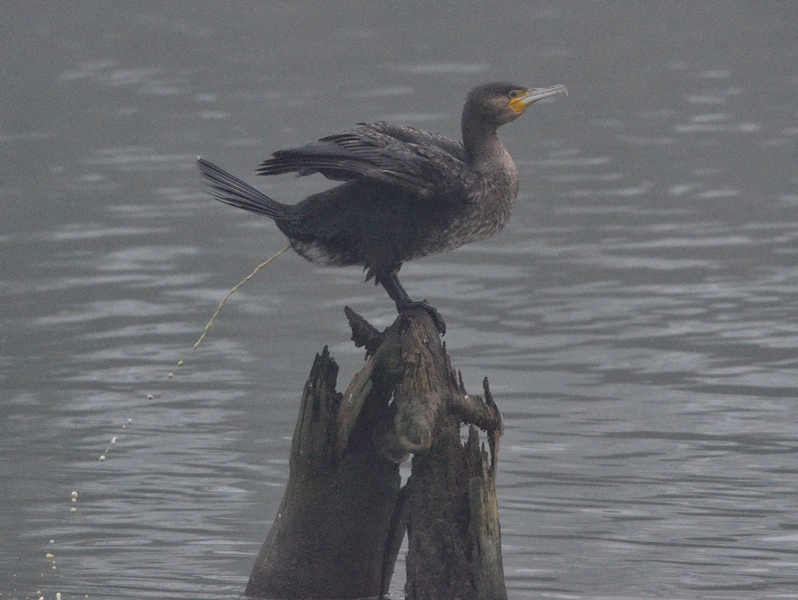 Cormorano